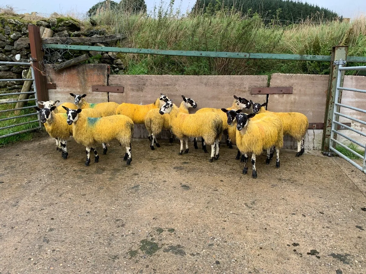 Mule ewe lambs - Image 4