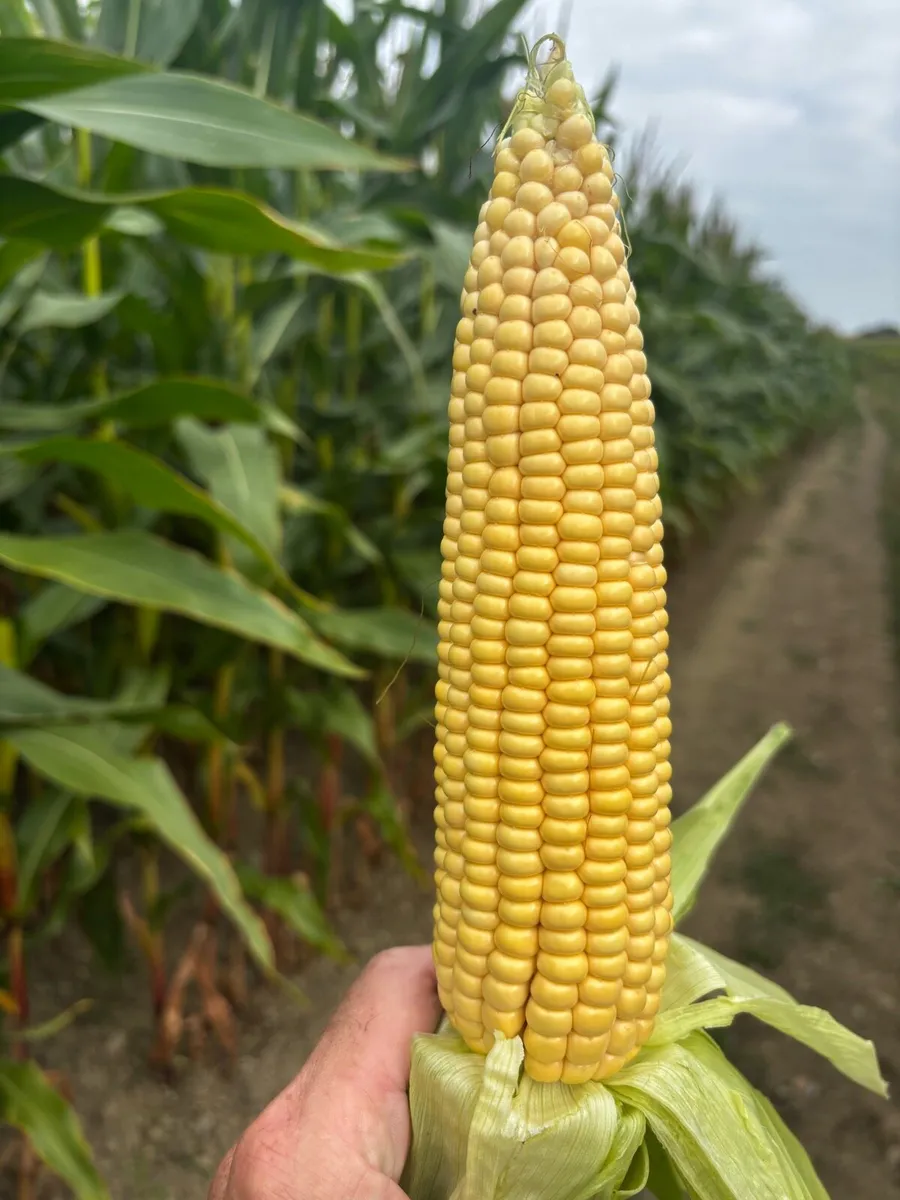 Maize silage - Image 1