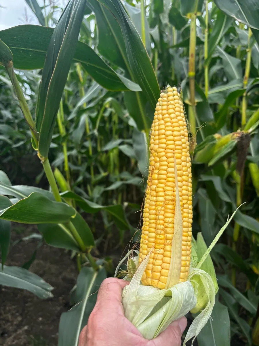 Maize silage - Image 2