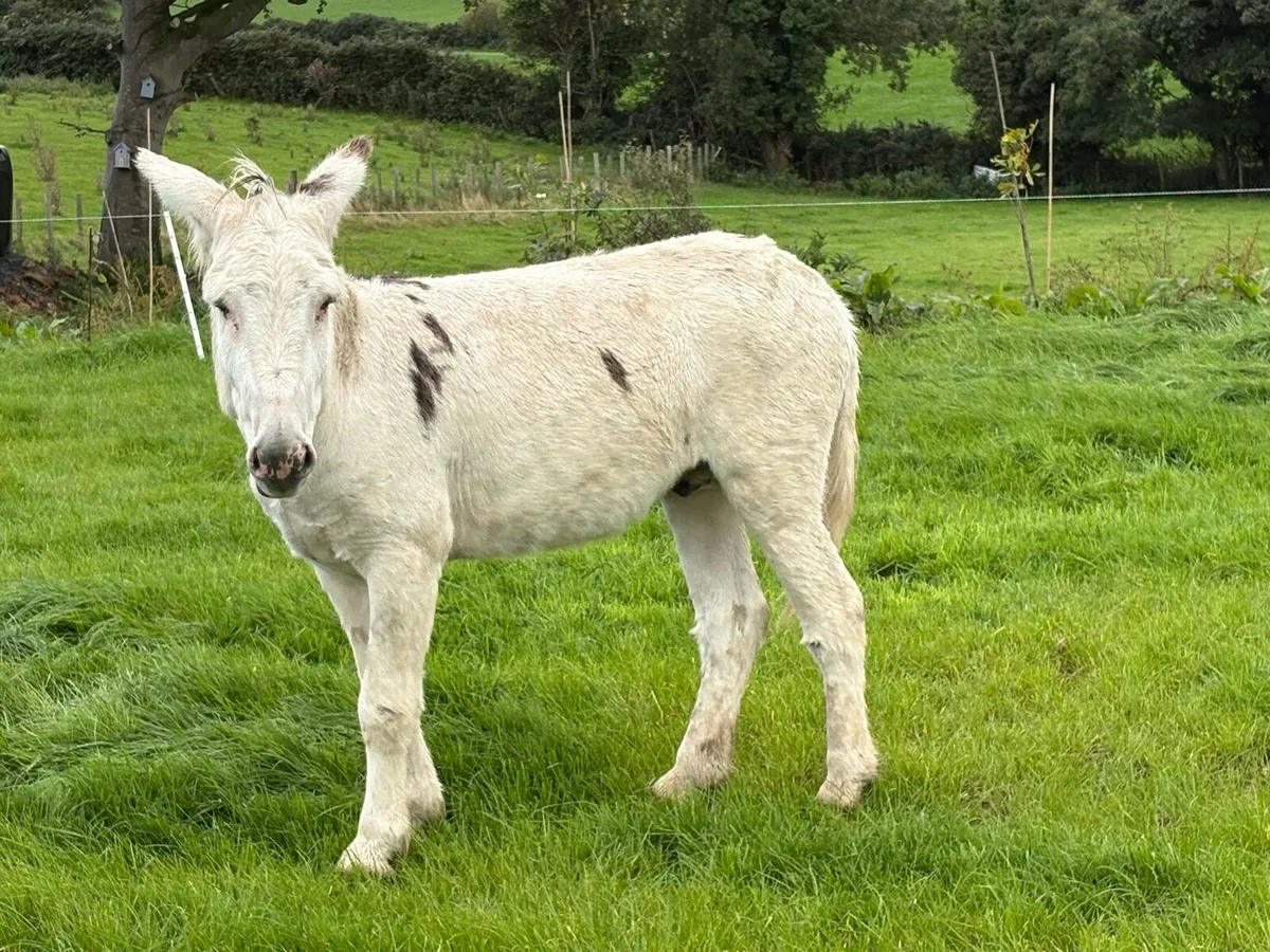 Jack donkey - Image 4