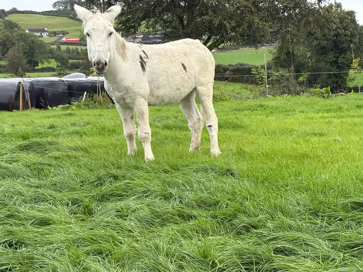 Jack donkey - Image 1