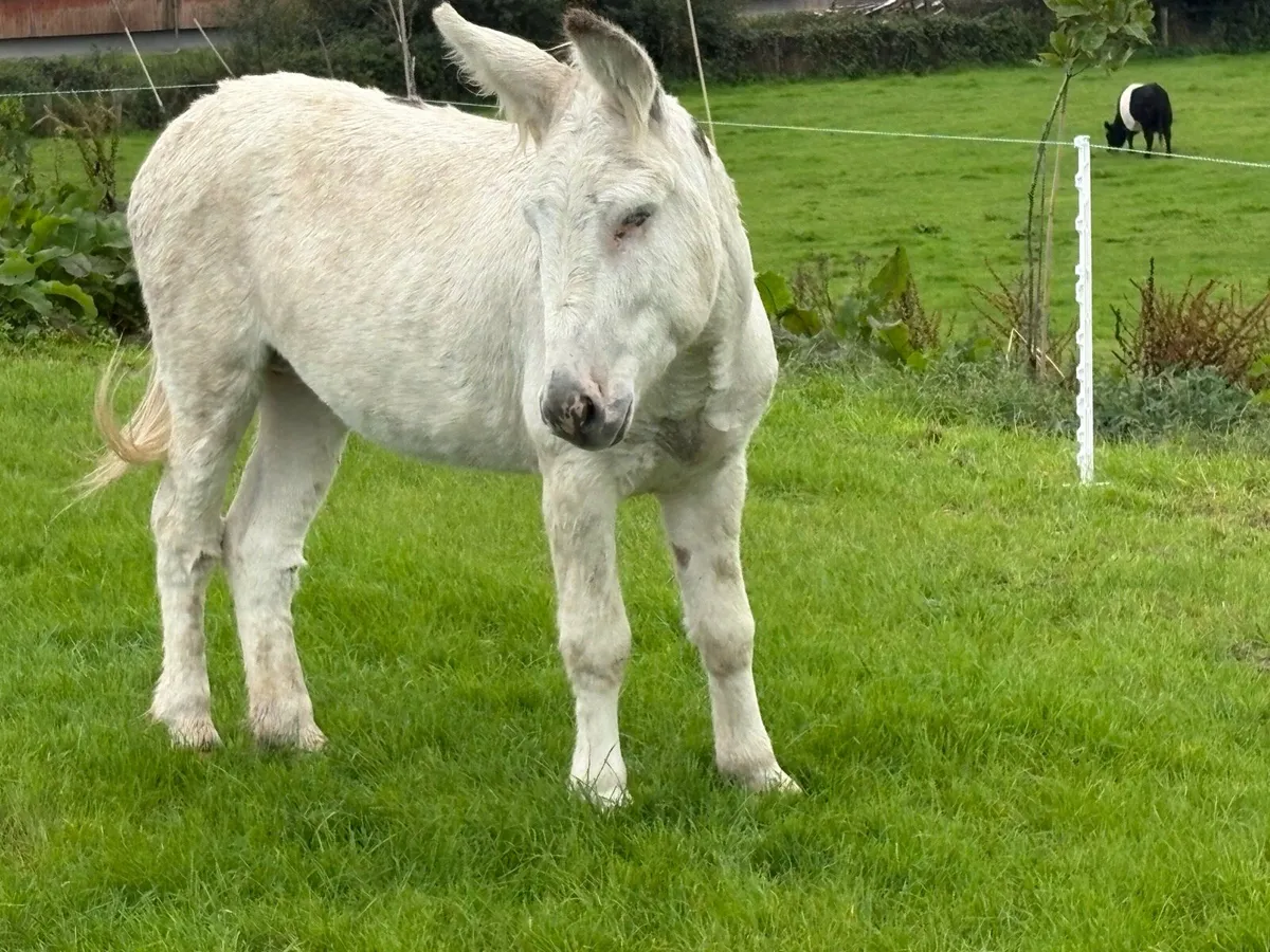 Jack donkey - Image 2
