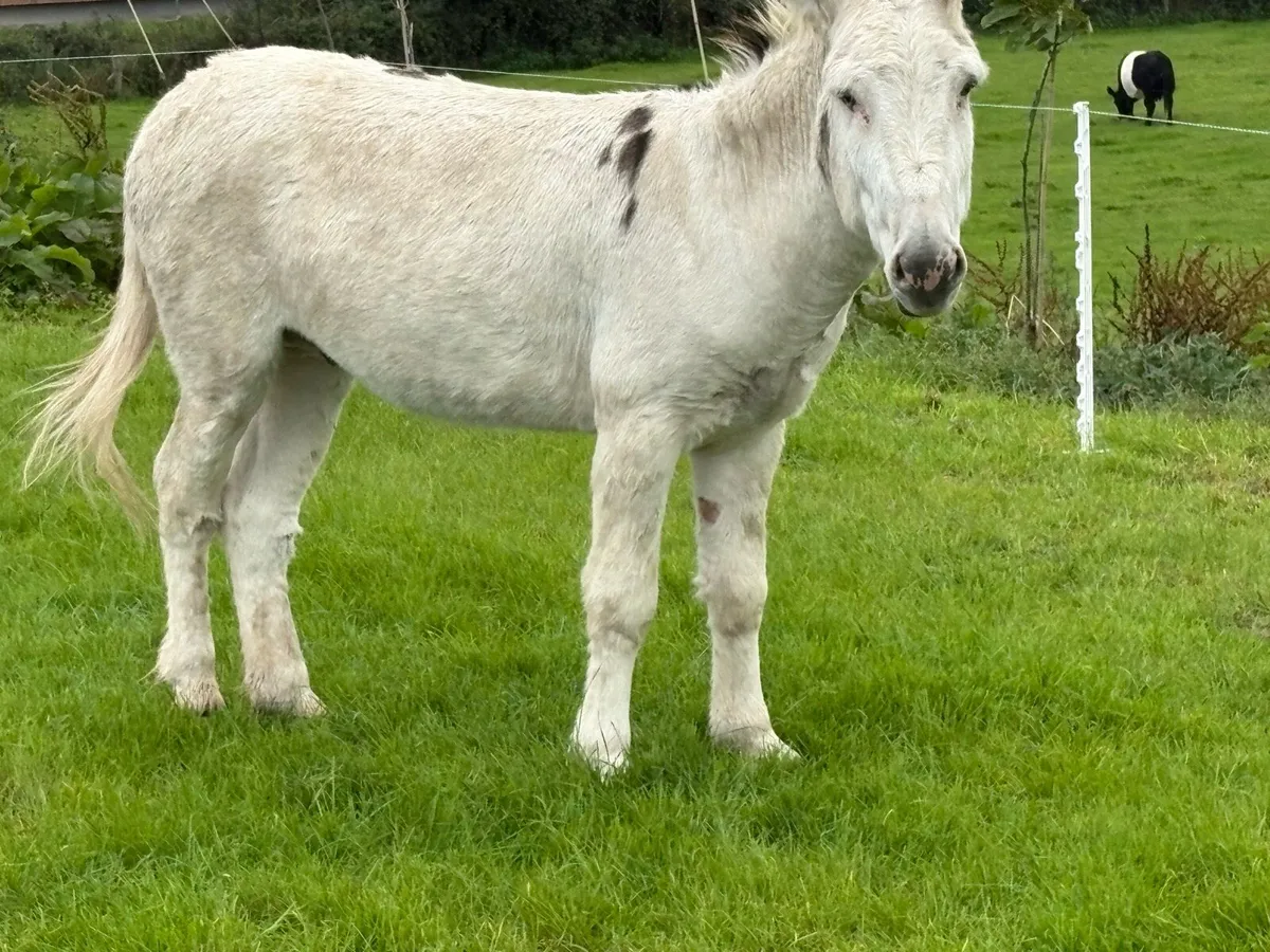 Jack donkey - Image 3
