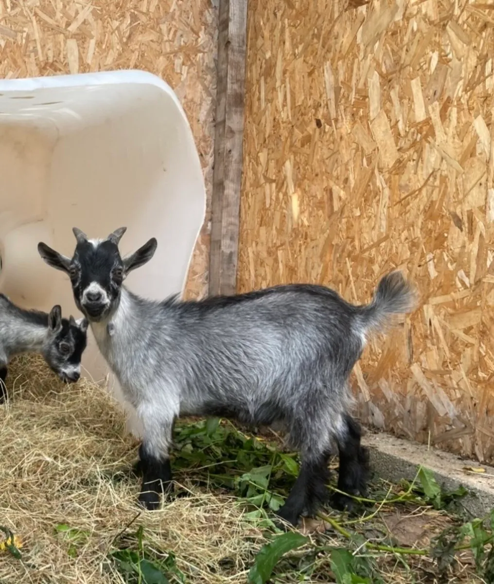 Pygmy Goat