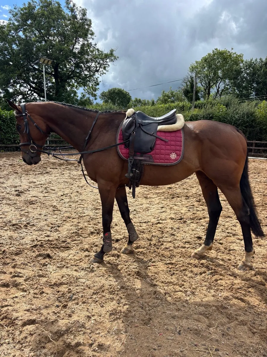 16.1 4 year old gelding - Image 1