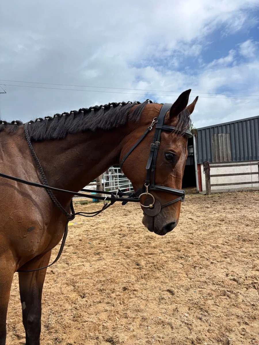 16.1 4 year old gelding - Image 2
