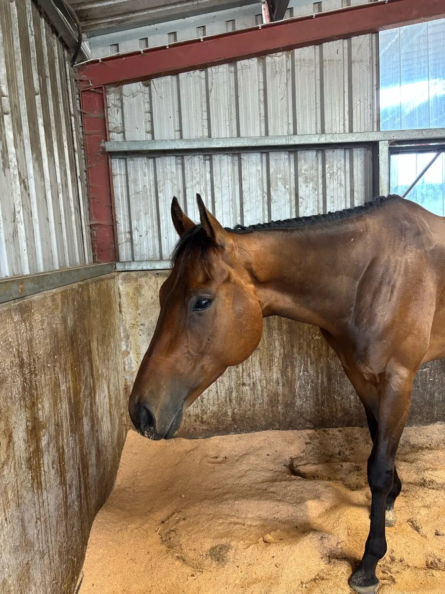 16.1 4 year old gelding - Image 3