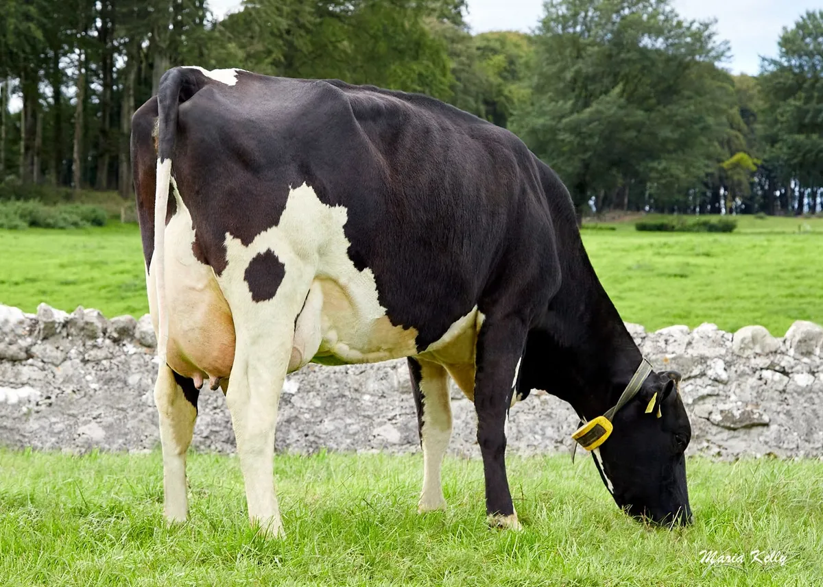 Dairy Cows- Bellair Estate Herd Dispersal - Image 3
