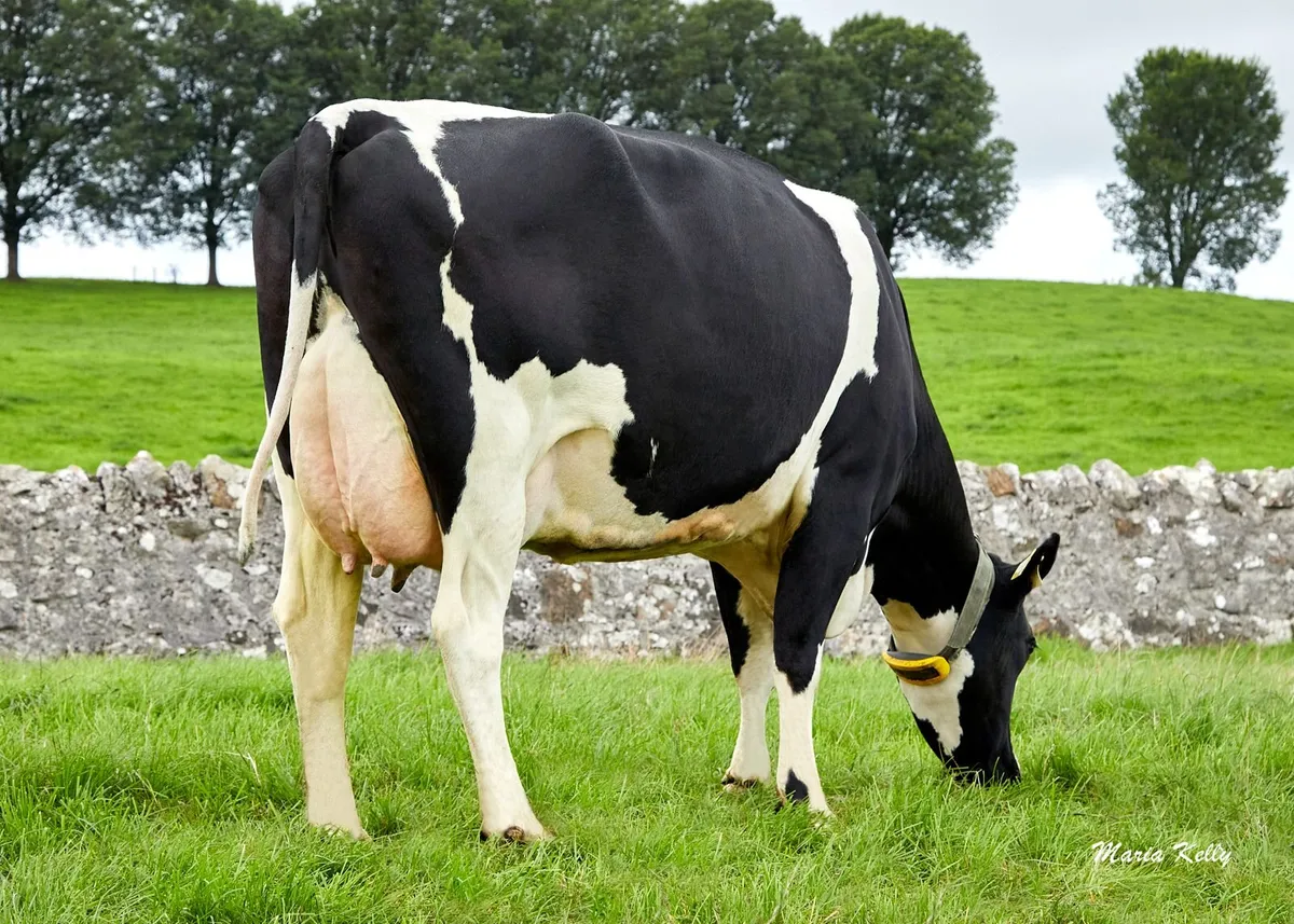 Dairy Cows- Bellair Estate Herd Dispersal - Image 2