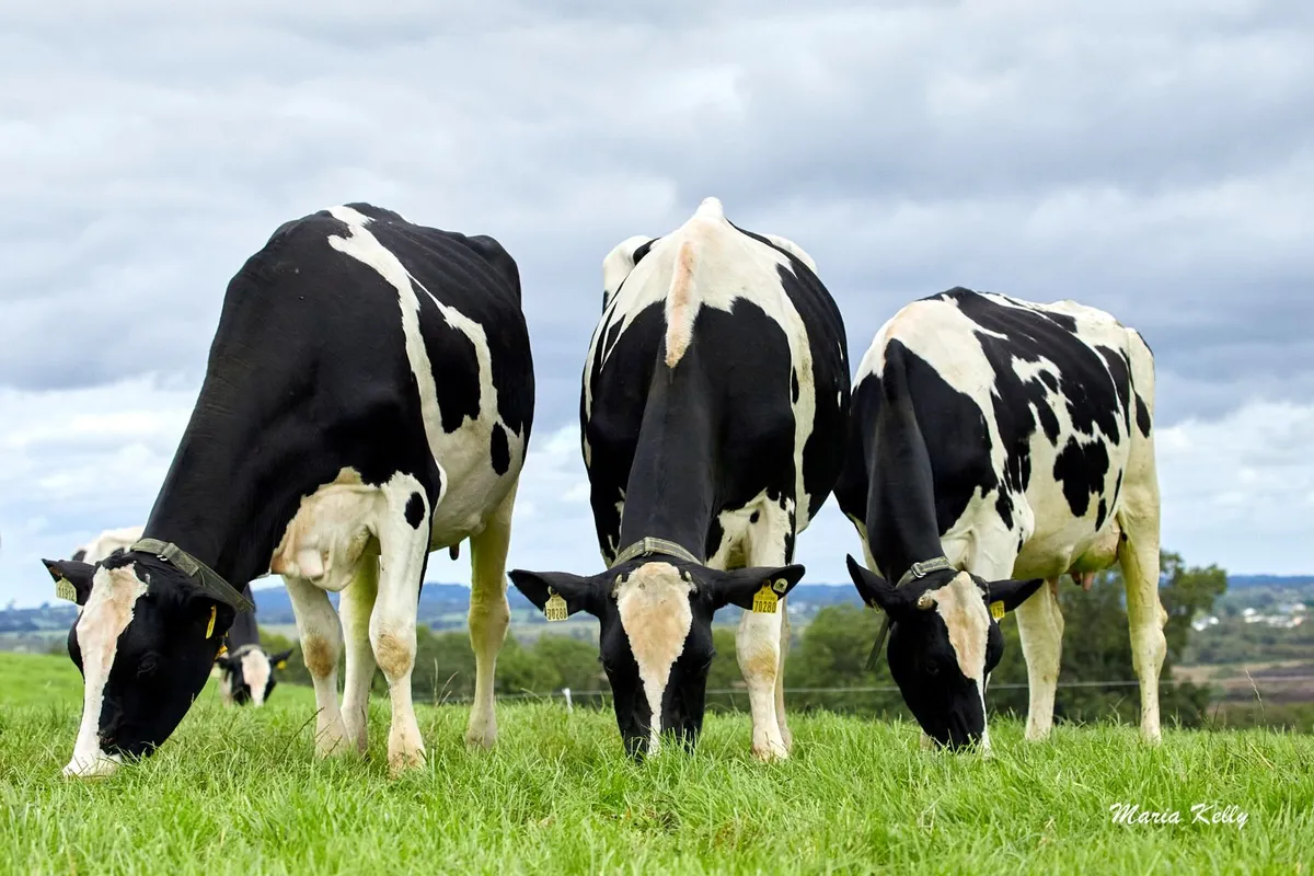 Dairy Cows- Bellair Estate Herd Dispersal - Image 4