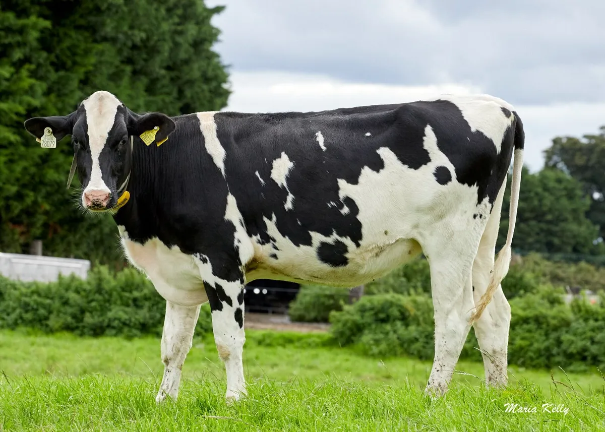 Dairy Cows- Bellair Estate Herd Dispersal - Image 4