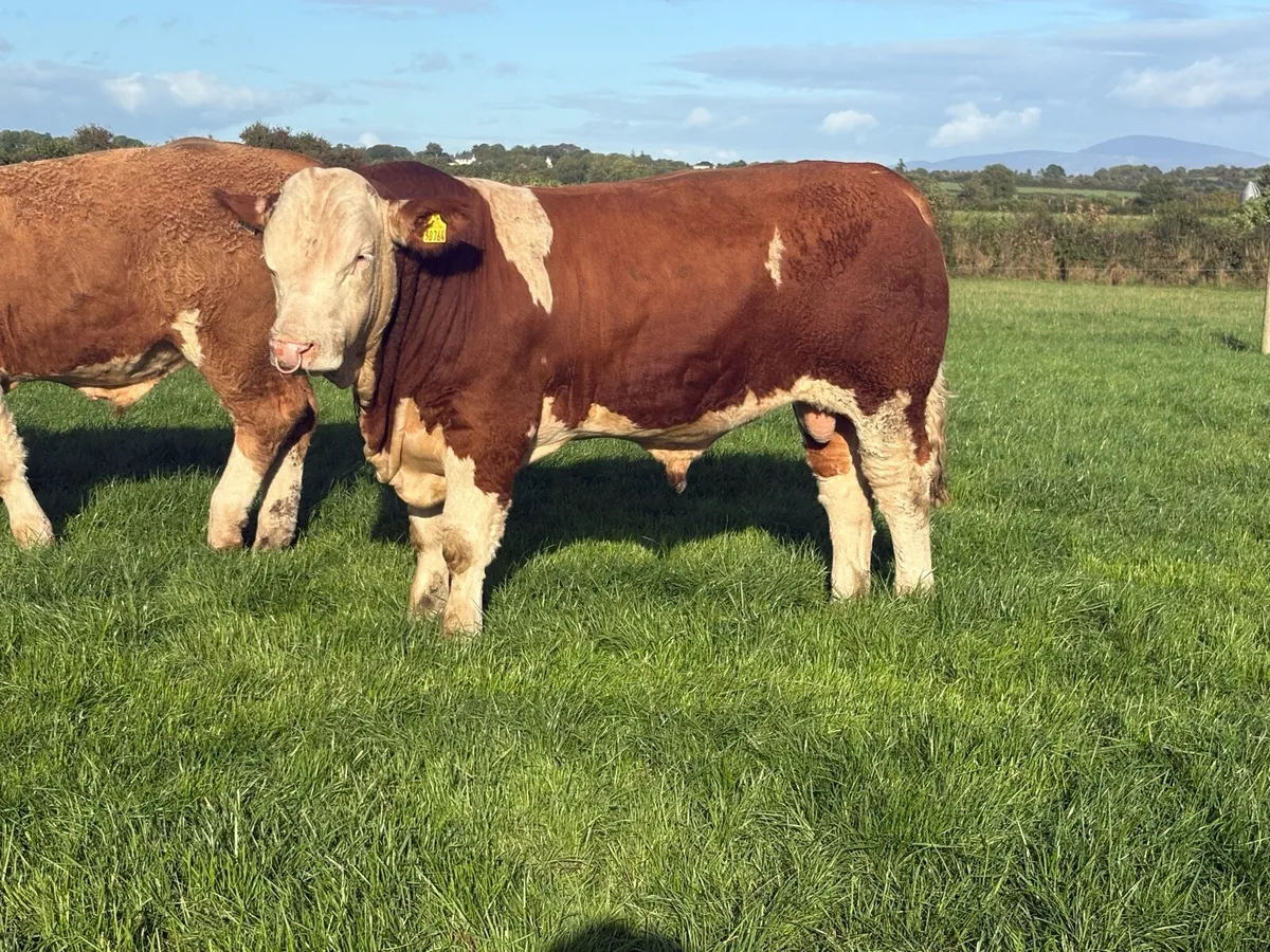 Pedigree Simmental bulls - Image 2