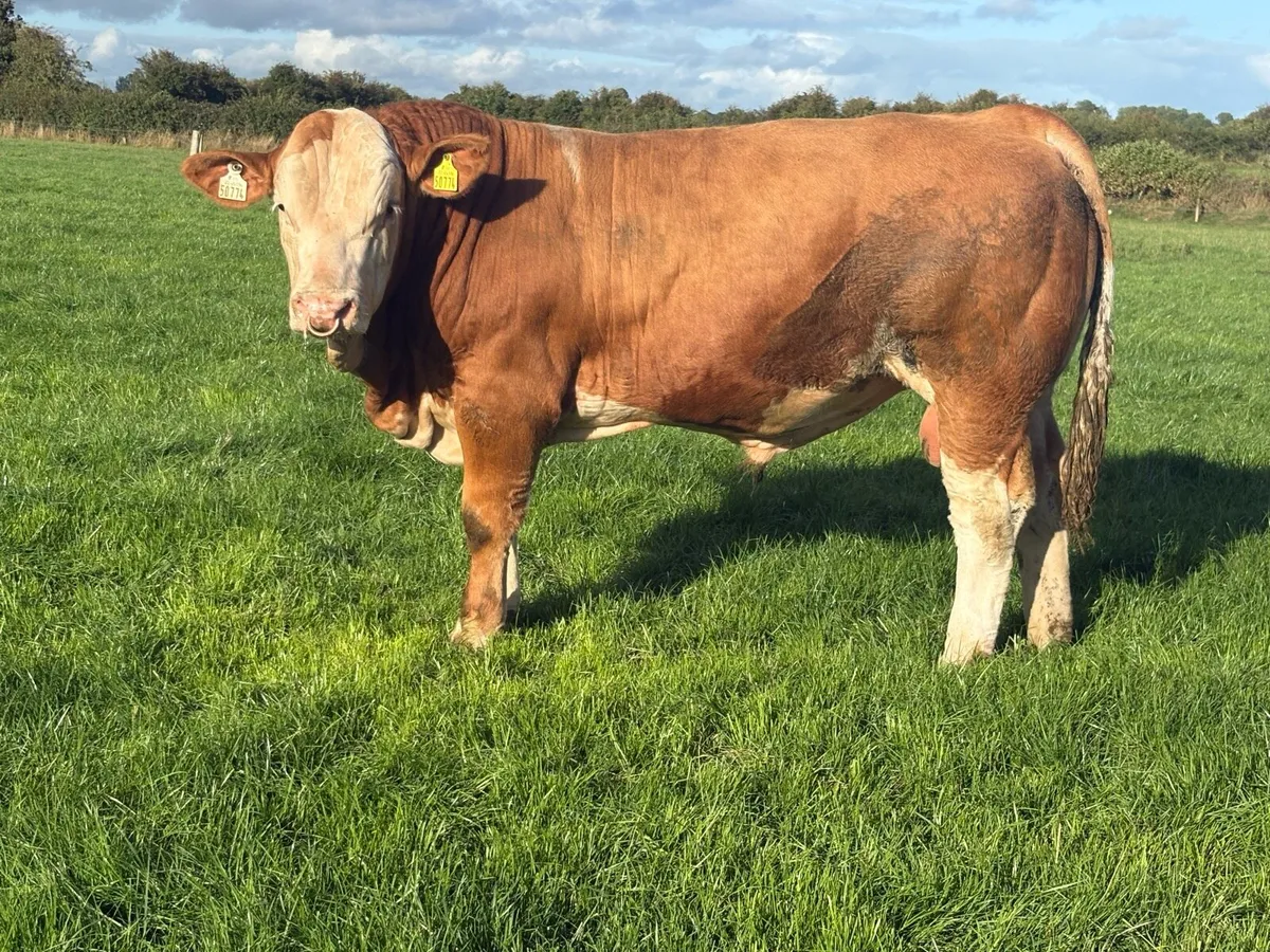 Pedigree Simmental bulls - Image 3