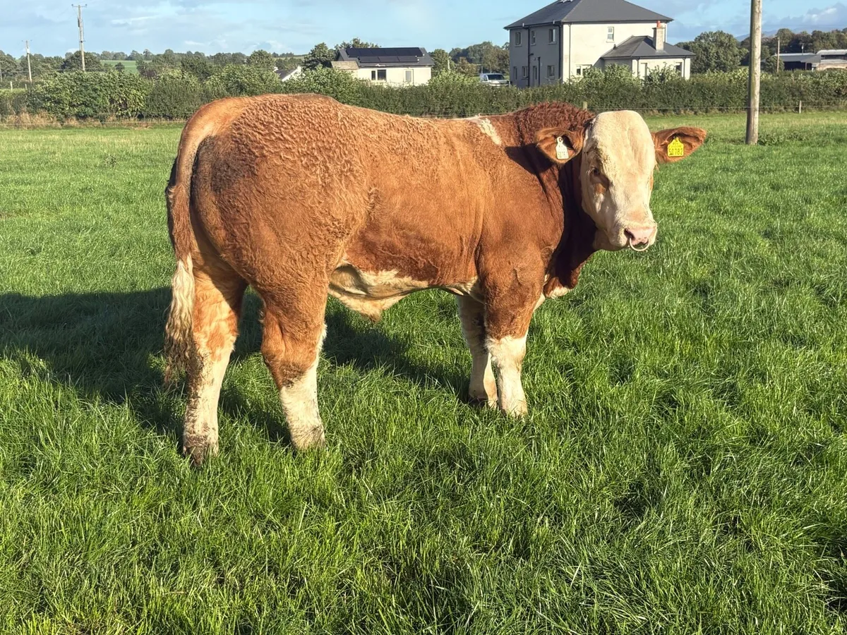 Pedigree Simmental bulls - Image 4