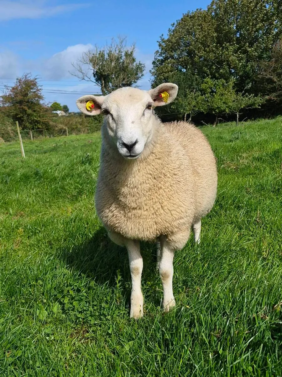 Lleyn ram lambs pbnr - Image 4