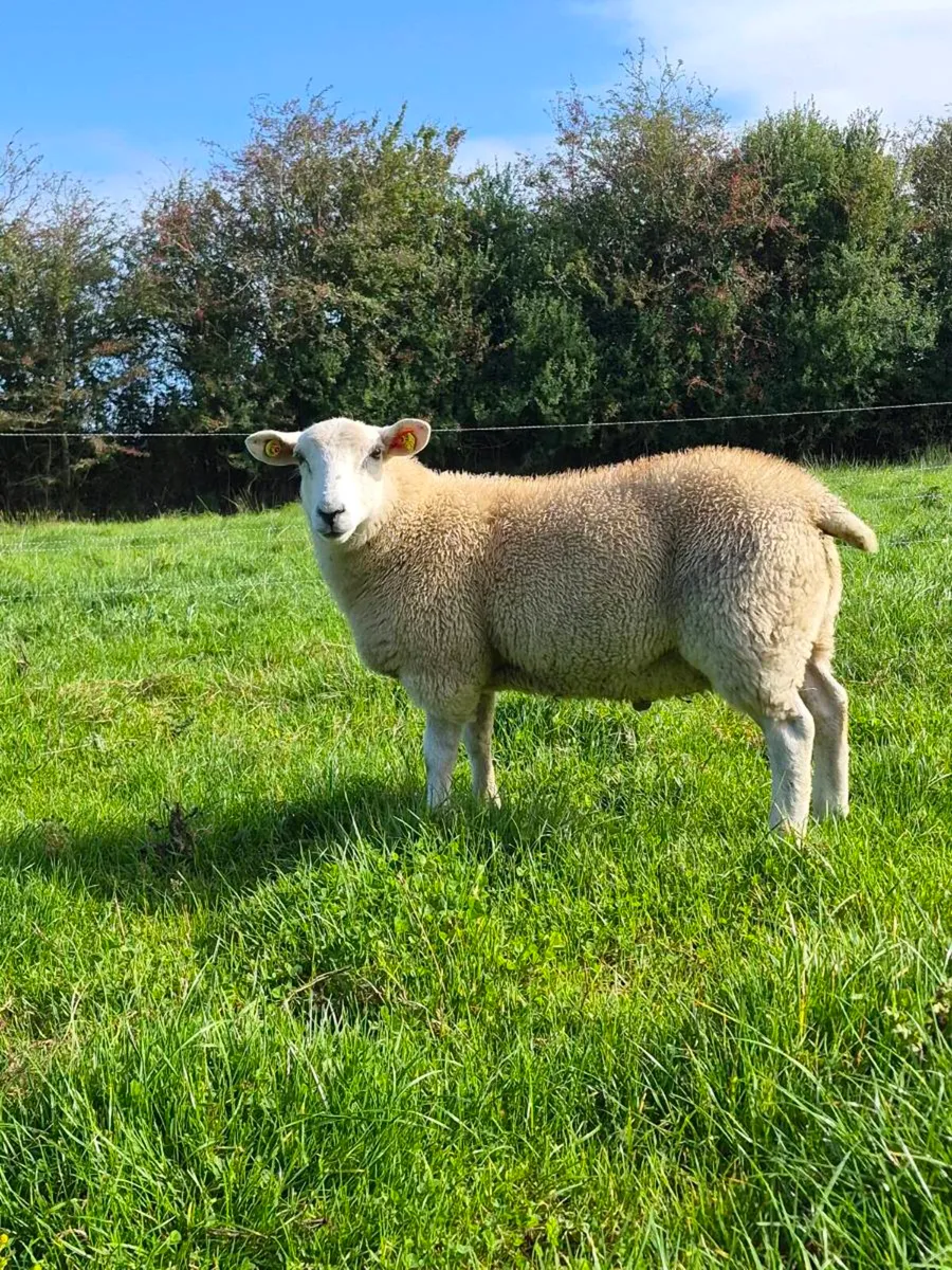 Lleyn ram lambs pbnr - Image 4