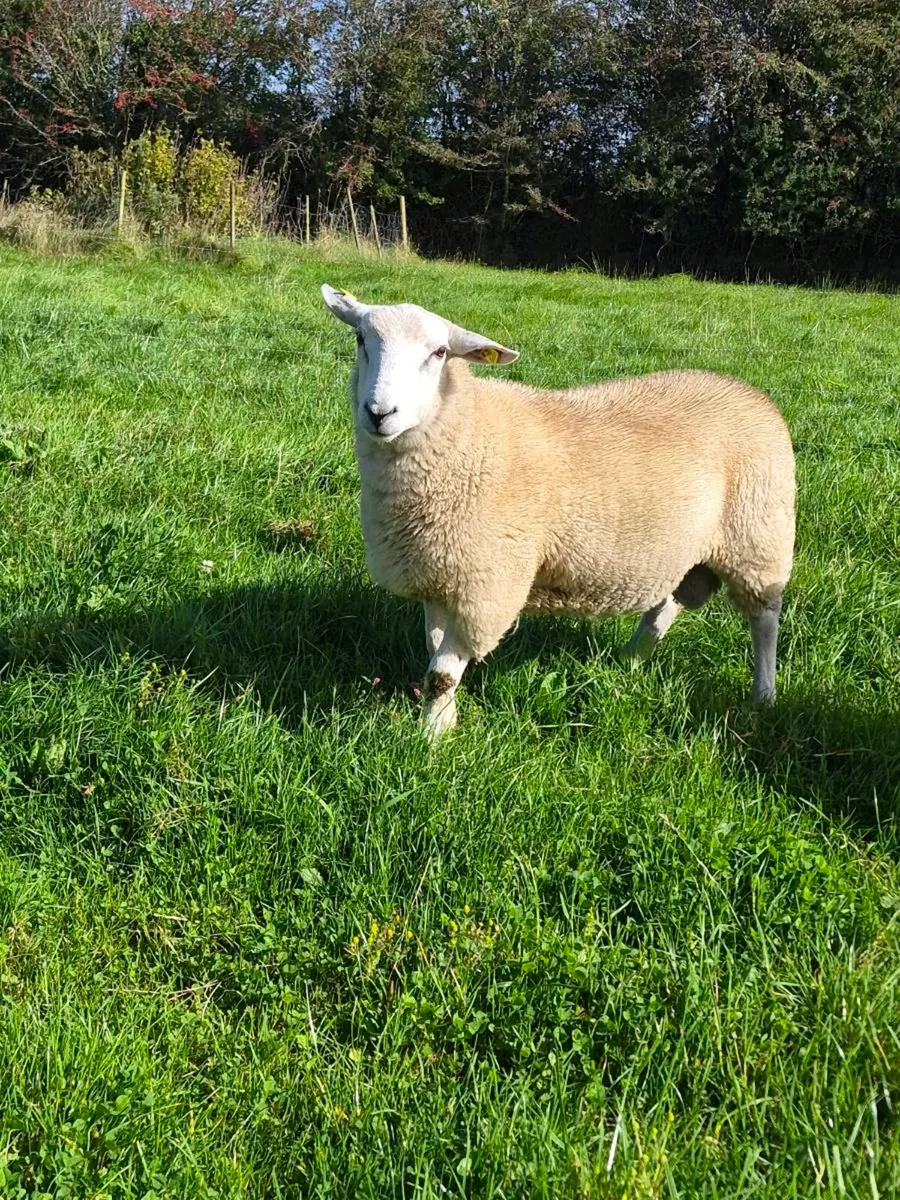 Lleyn ram lambs pbnr - Image 1