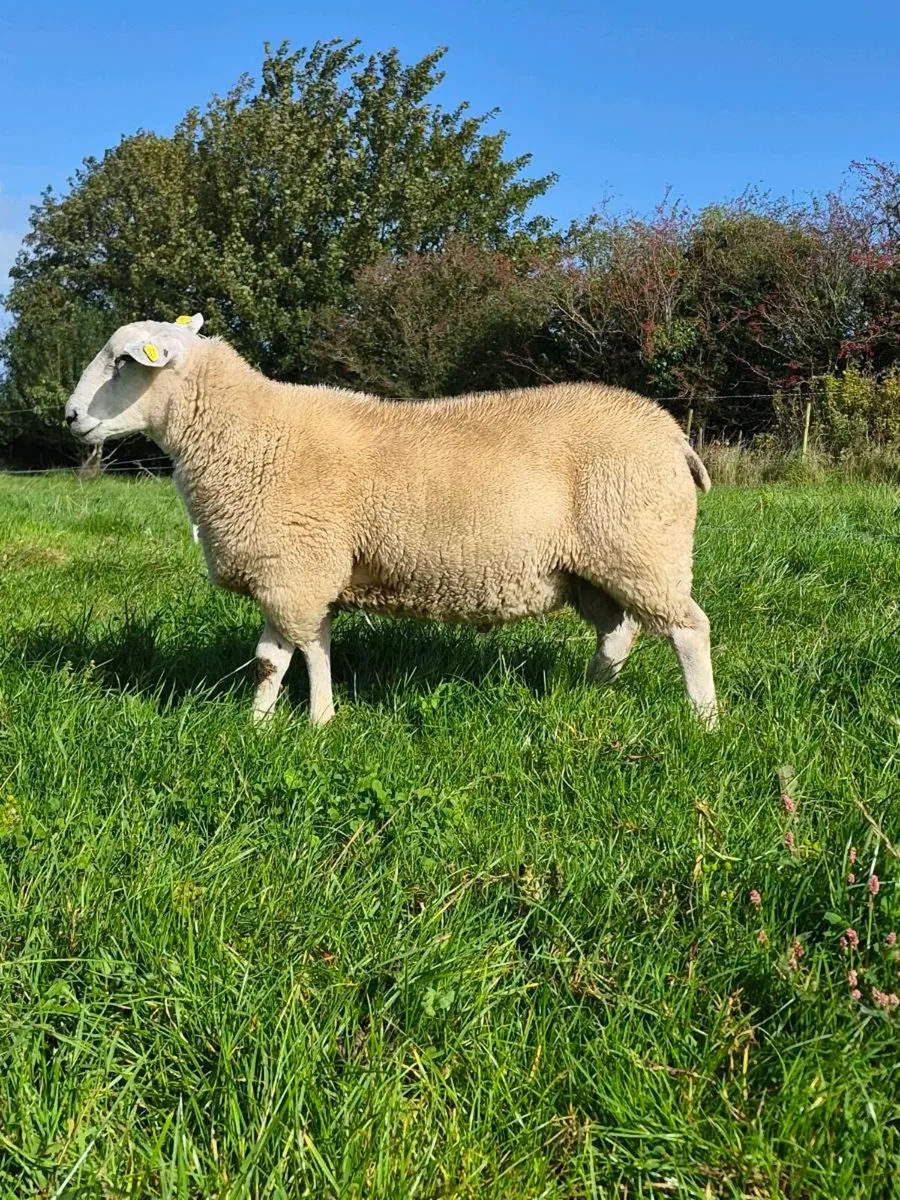 Lleyn ram lambs pbnr - Image 1