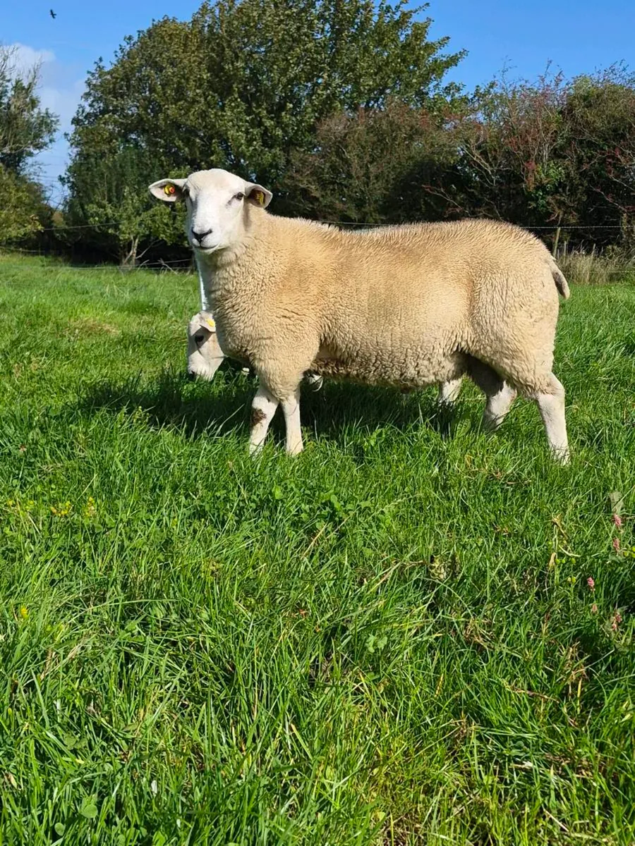 Lleyn ram lambs pbnr - Image 2