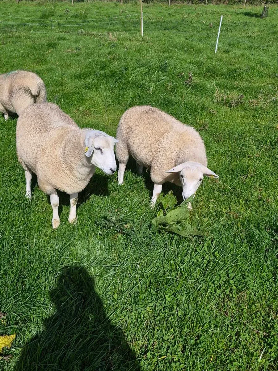 Lleyn ram lambs pbnr - Image 3