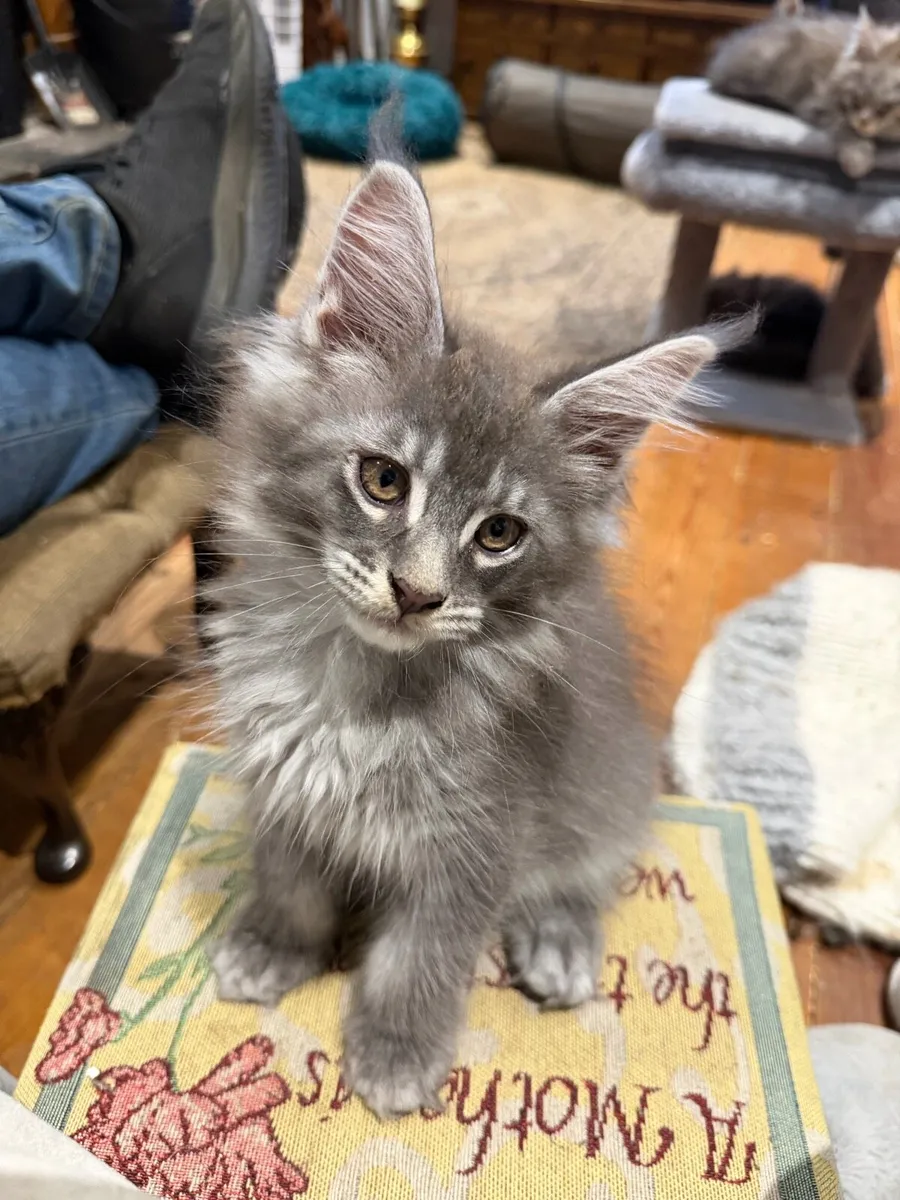 Maine coon kittens - Image 2