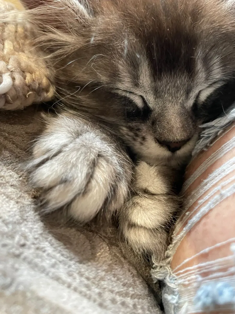 Maine coon kittens - Image 3
