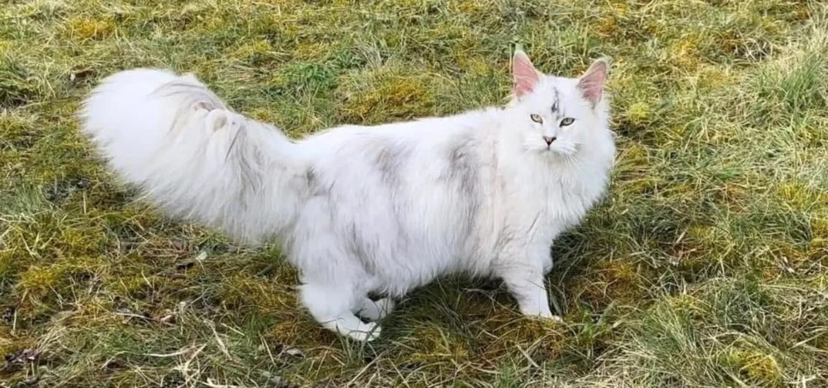 Maine coon kittens - Image 1