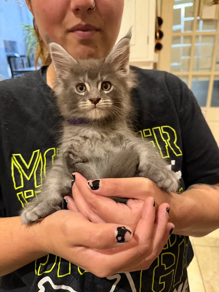 Maine coon kittens - Image 2
