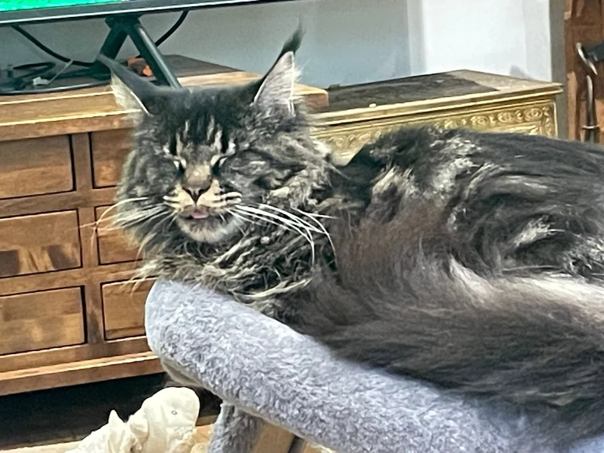 Maine coon kittens - Image 3