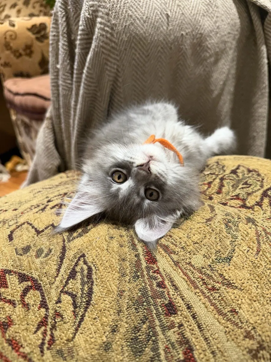Maine coon kittens - Image 4