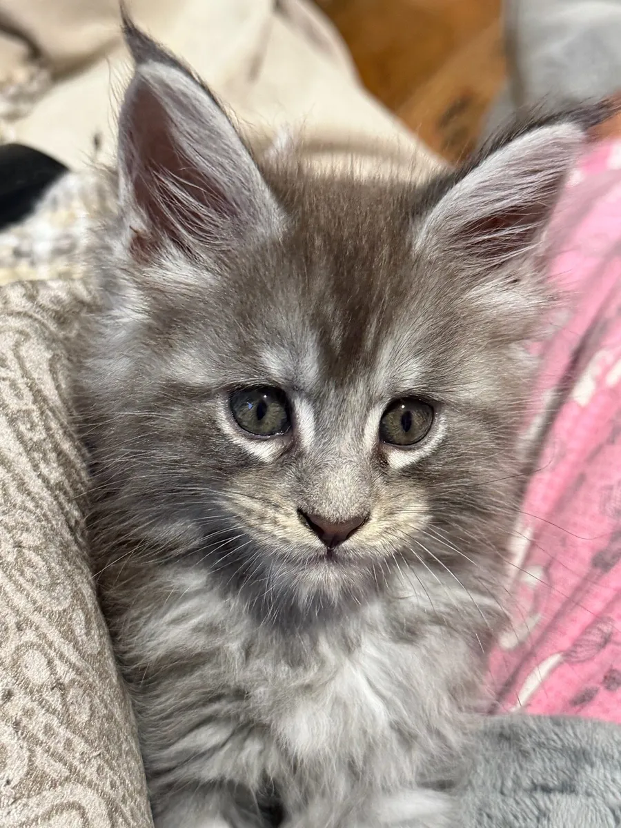 Maine coon kittens (only 3 unreserved) - Image 3