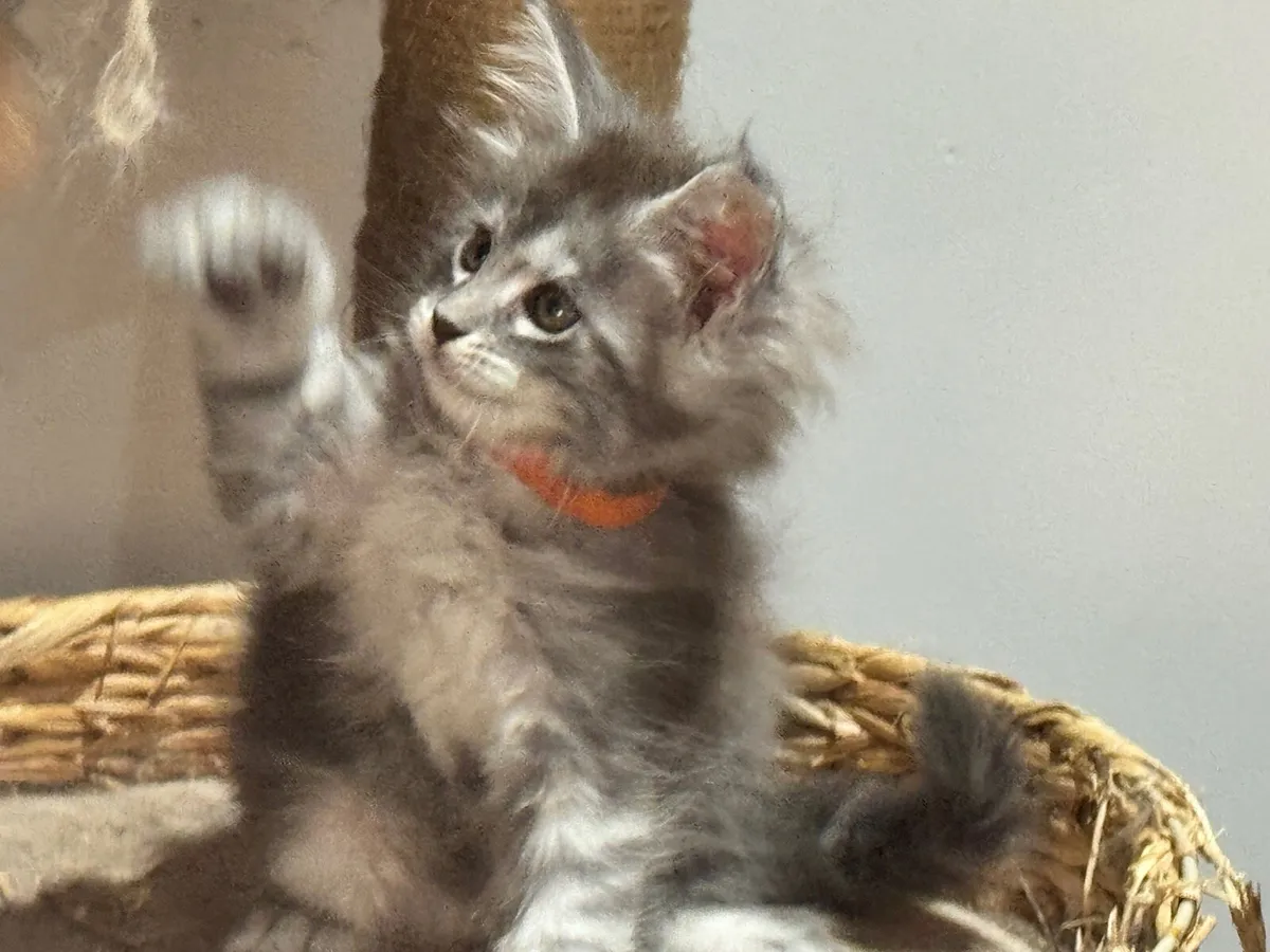 Maine coon kittens - Image 4