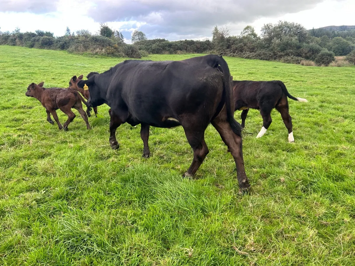 First calved heifers - Image 2