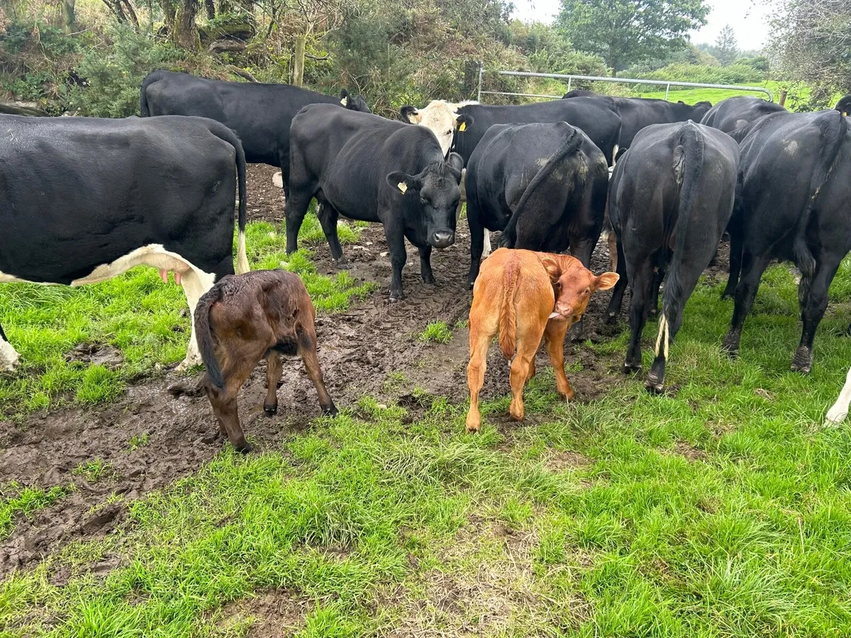 First calved heifers - Image 3