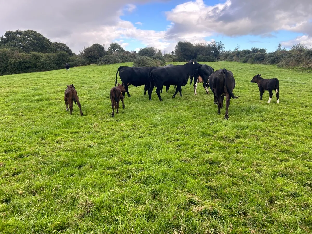 First calved heifers - Image 4