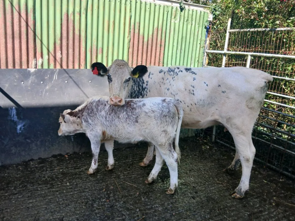 SUPER 5✨️✨️✨️✨️✨️ genotype 1st CALVED HEIFER - Image 1