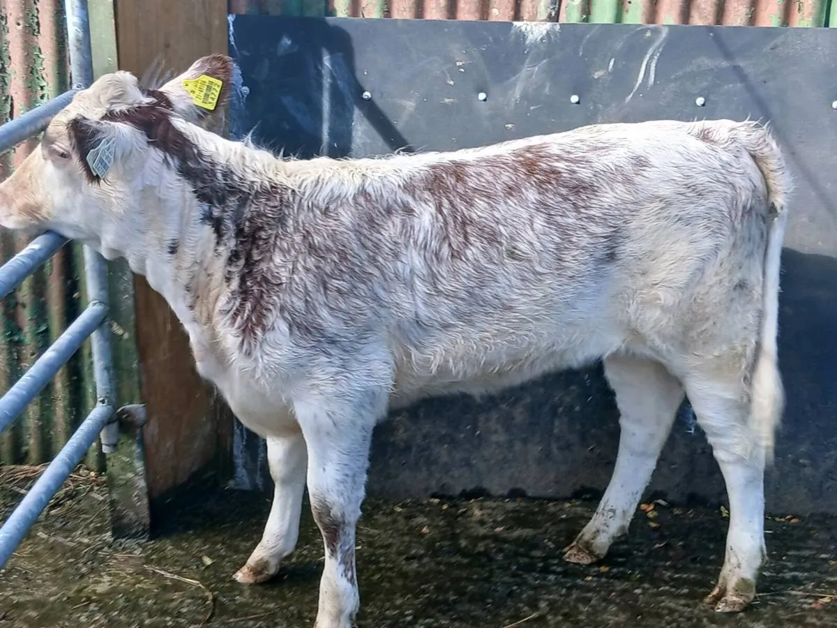 SUPER 5✨️✨️✨️✨️✨️ genotype 1st CALVED HEIFER - Image 2