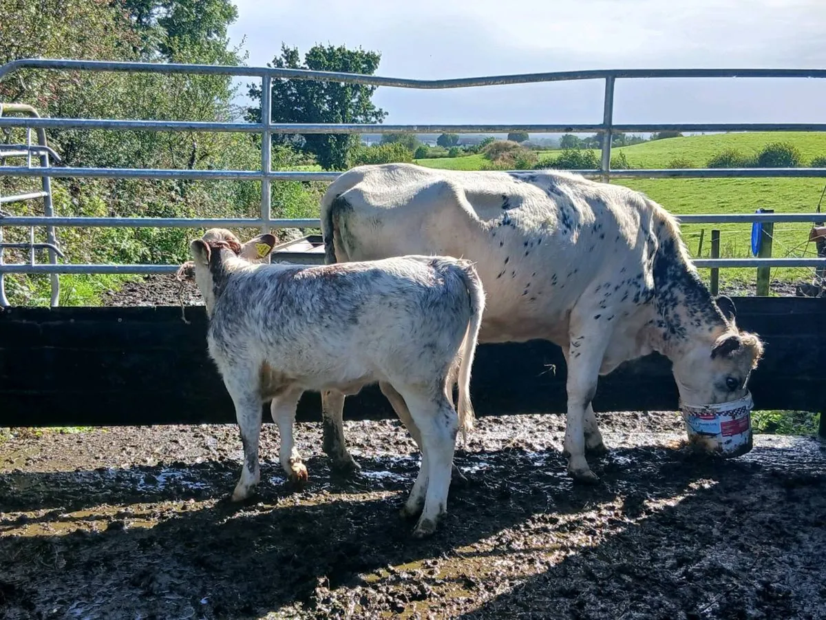 SUPER 5✨️✨️✨️✨️✨️ genotype 1st CALVED HEIFER - Image 3