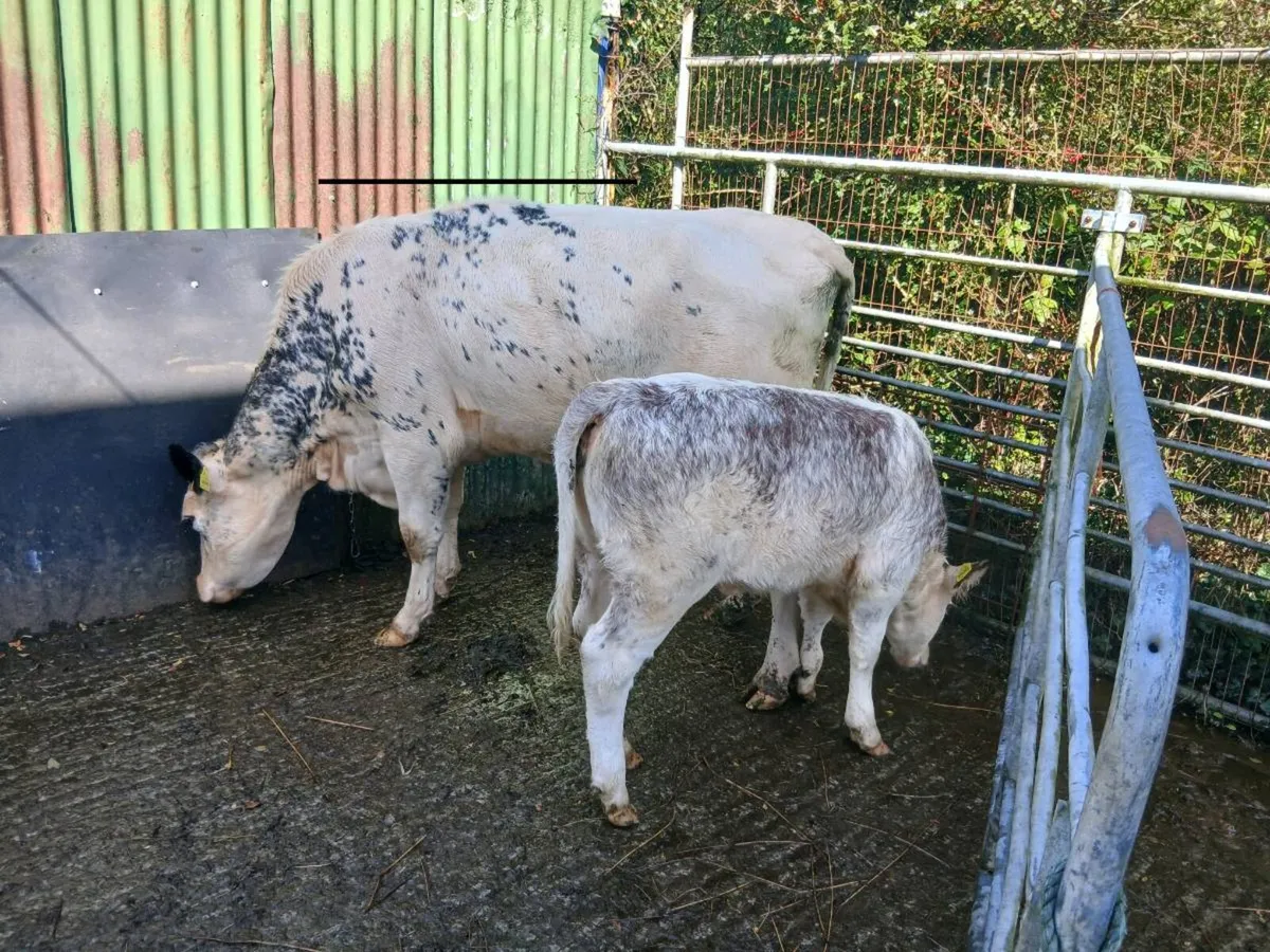 SUPER 5✨️✨️✨️✨️✨️ genotype 1st CALVED HEIFER - Image 4