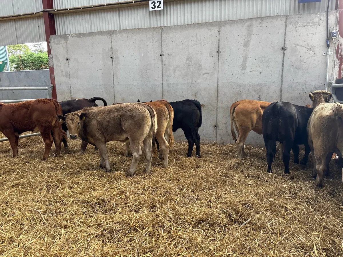 8 super 280 kg continental heifers - Image 1