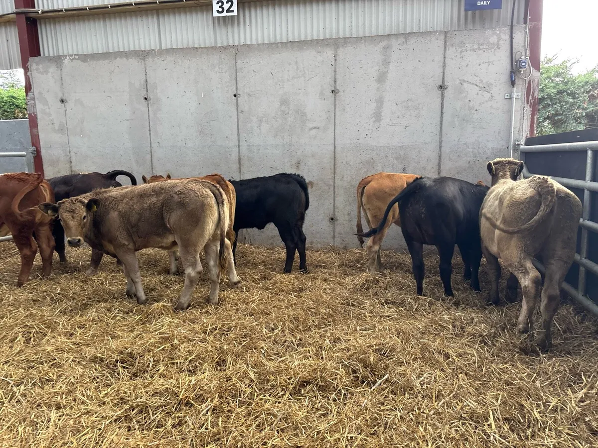 8 super 280 kg continental heifers - Image 2