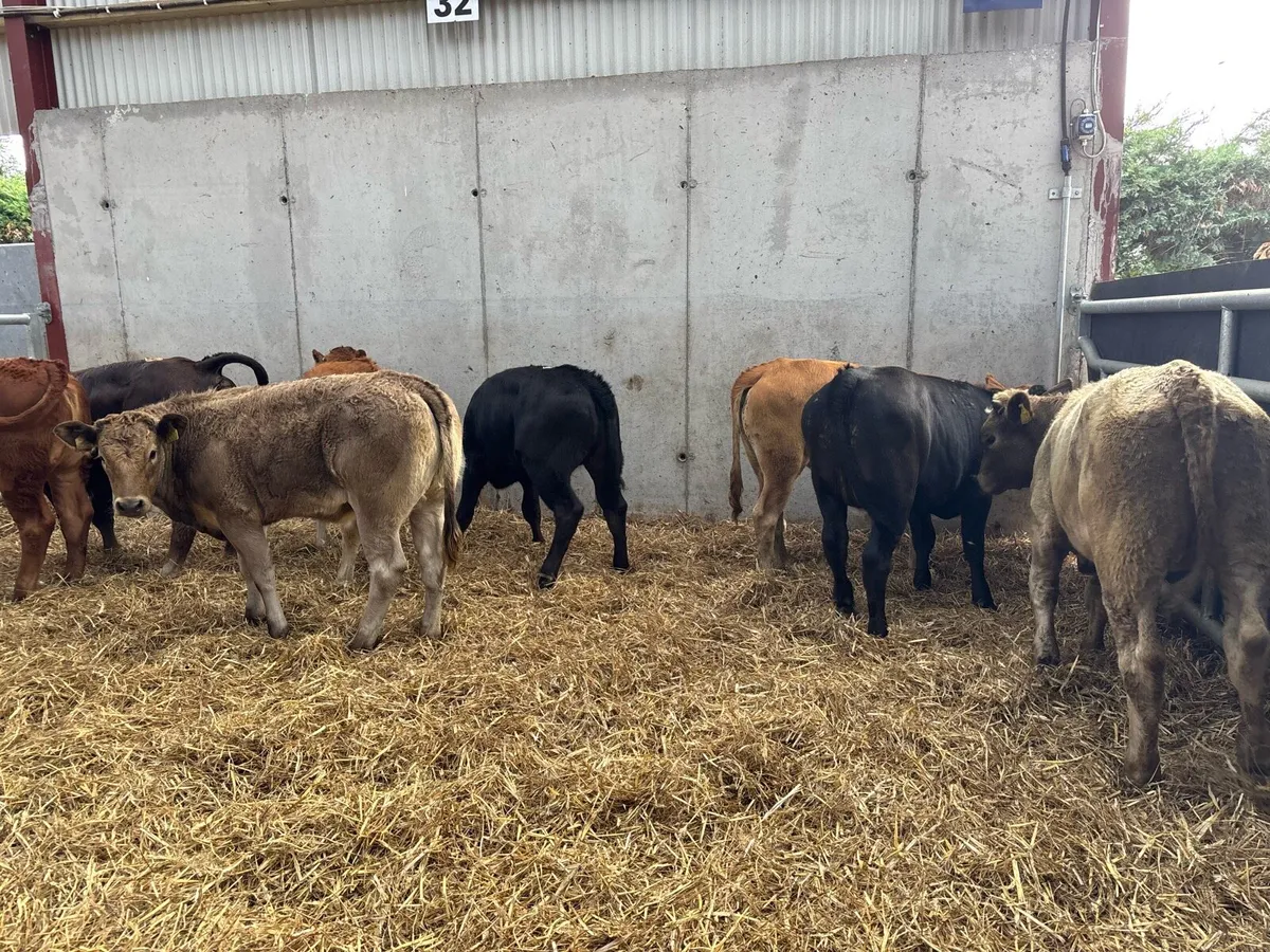 8 super 280 kg continental heifers - Image 3