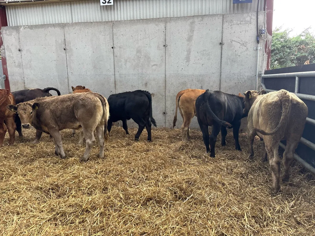 8 super 280 kg continental heifers - Image 4