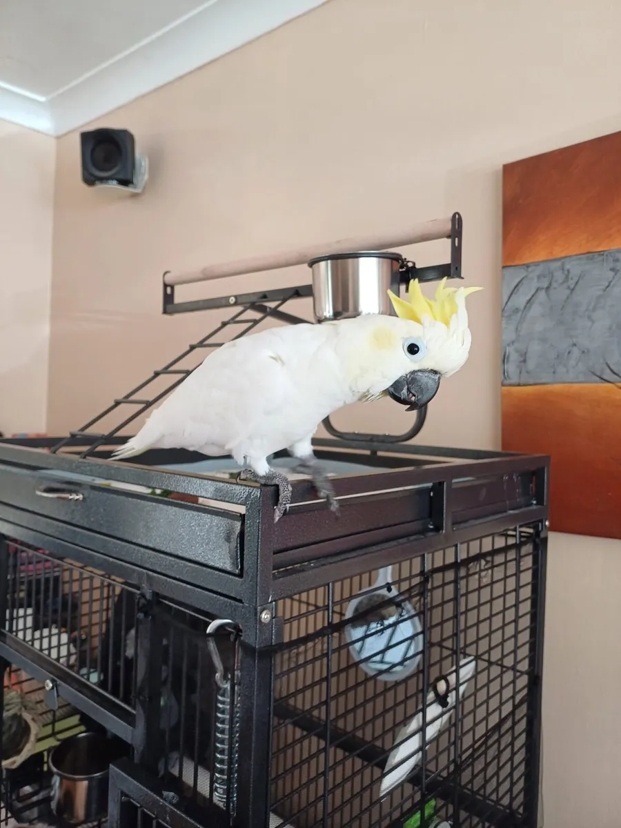 Male cockatoo - Image 4