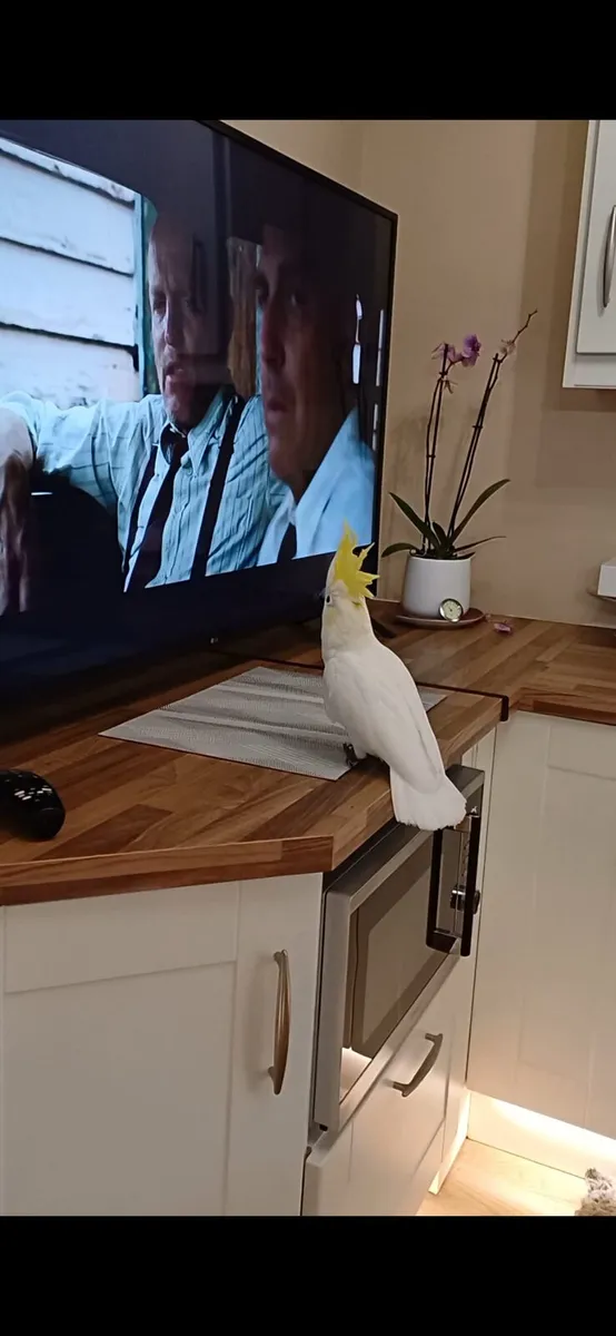 Male cockatoo - Image 3
