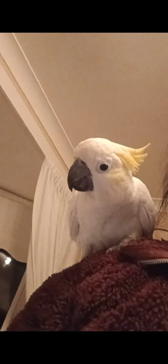 Male cockatoo - Image 2