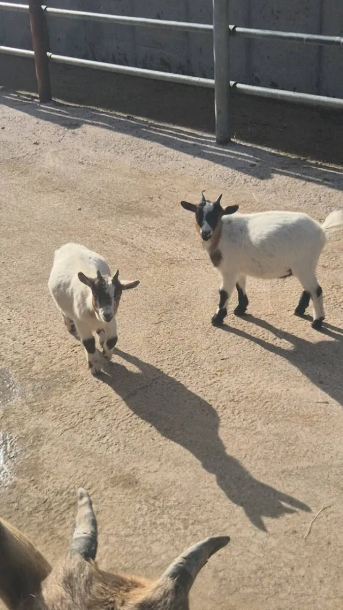 Pygmy goat - Image 2
