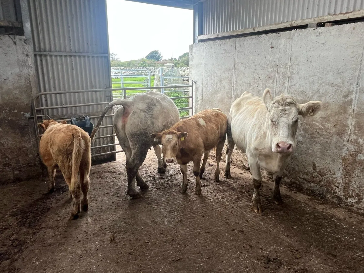 Charolais Cows with calves - Image 3