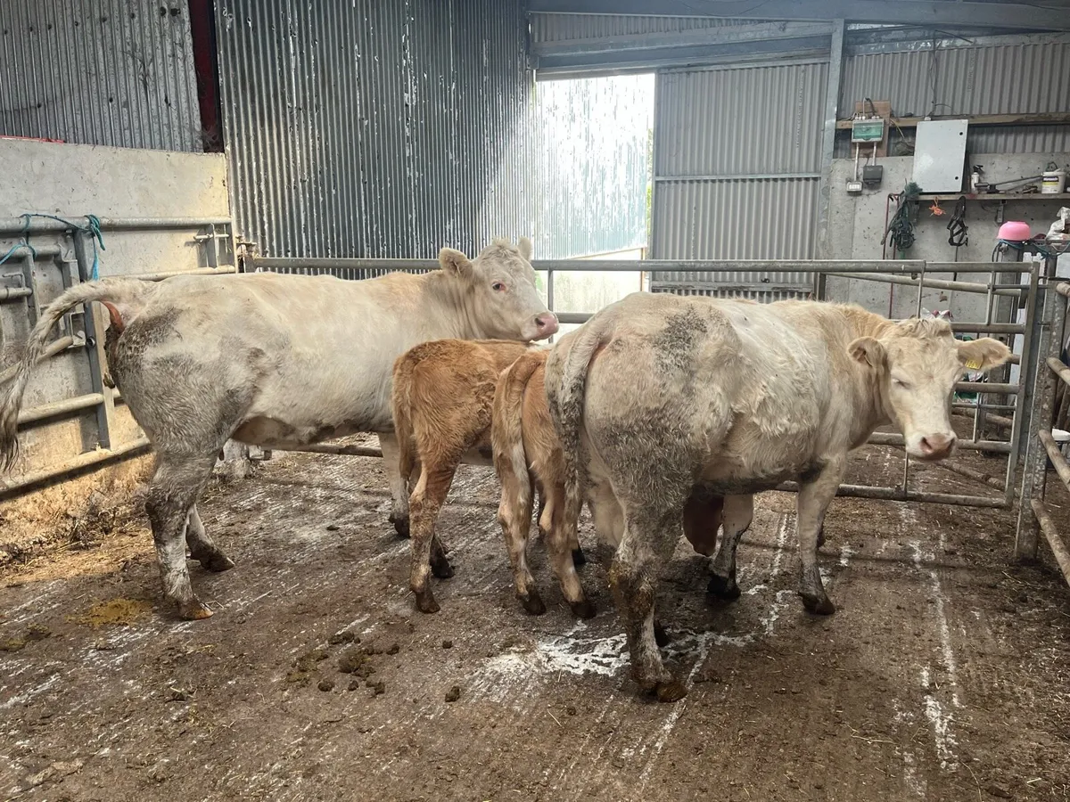 Charolais Cows with calves - Image 2