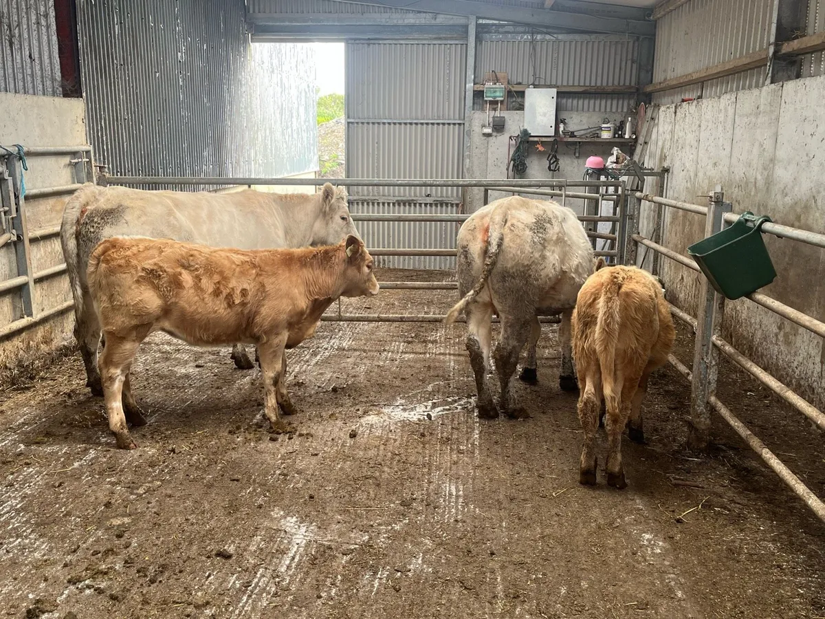 Charolais Cows with calves - Image 4